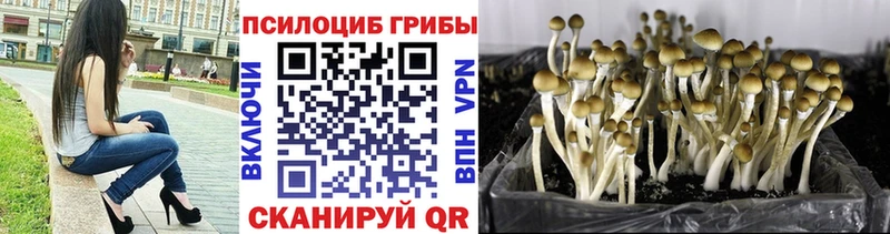 нарко площадка состав  mega tor  Касимов  закладка  Галлюциногенные грибы мицелий 